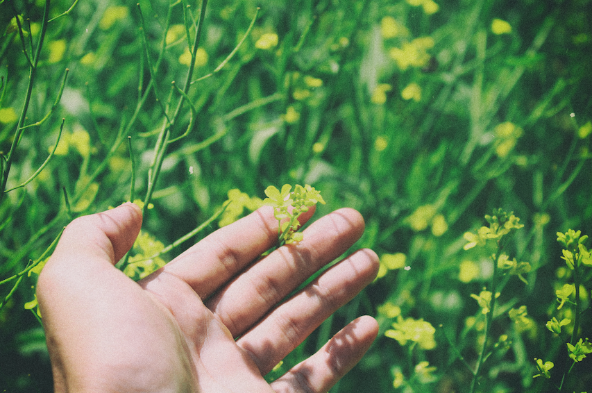 La connexion des humains à la nature, facteur essentiel à sa préservation ?